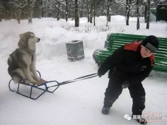 这些孩子和狗在冬天玩耍的画面会让你暖起来-2.jpeg