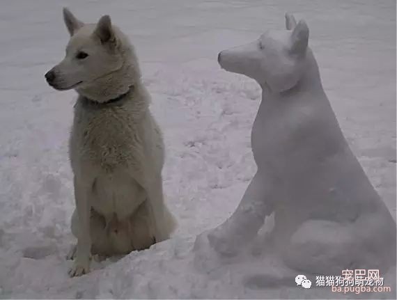 这些孩子和狗在冬天玩耍的画面会让你暖起来-4.jpeg