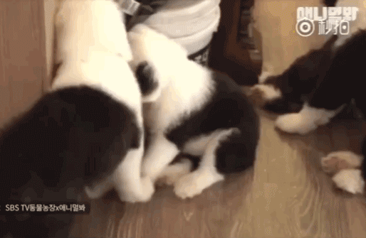 一男子养了16只德牧，网友调侃：这家里得藏了多少钱啊！-7.gif