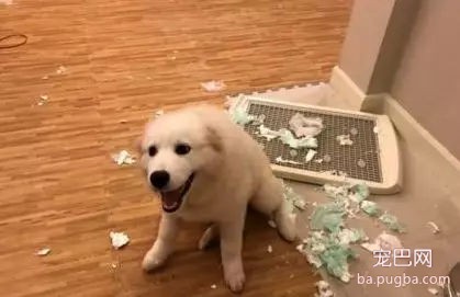 一男子养了16只德牧，网友调侃：这家里得藏了多少钱啊！-11.jpg