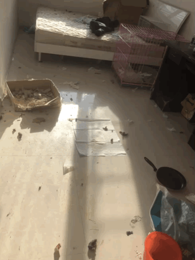 一男子养了16只德牧，网友调侃：这家里得藏了多少钱啊！-13.gif