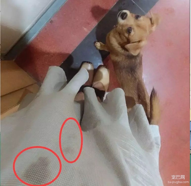 一男子养了16只德牧，网友调侃：这家里得藏了多少钱啊！-14.jpg