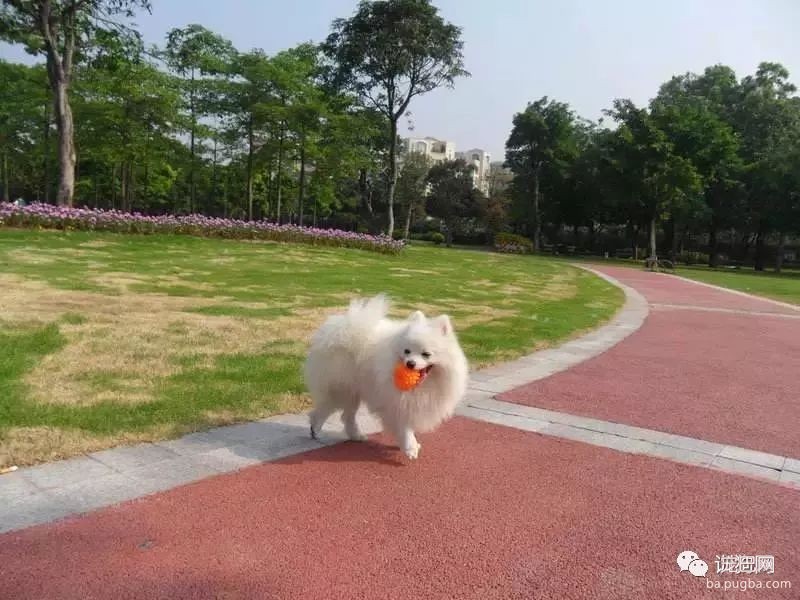 这几种错误的遛狗方式你有没有踩雷过？-1.jpeg