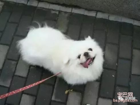 这几种错误的遛狗方式你有没有踩雷过？-2.jpeg