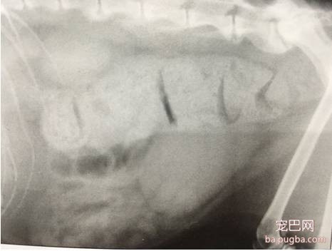 狗狗便秘了，怎么办？-3.jpeg