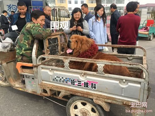 大叔常带藏獒出入集市，路人纷纷打听价格，得知真相却败兴而归-1.jpeg