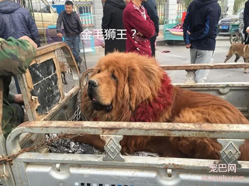 大叔常带藏獒出入集市，路人纷纷打听价格，得知真相却败兴而归-3.jpeg