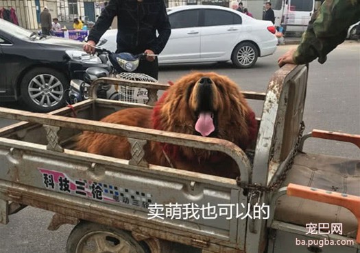 大叔常带藏獒出入集市，路人纷纷打听价格，得知真相却败兴而归-2.jpeg