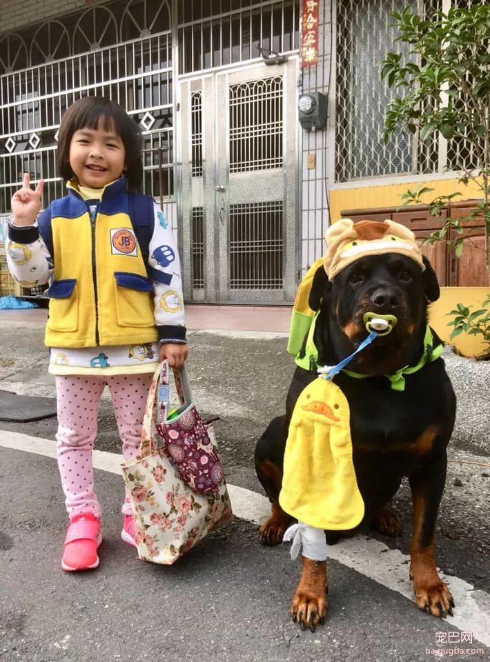大狗背着书包吸着奶嘴想上幼儿园，结果因为“超龄”被老师拒载......-1.jpeg