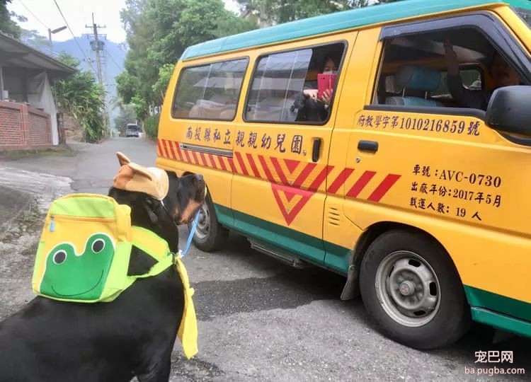 大狗背着书包吸着奶嘴想上幼儿园，结果因为“超龄”被老师拒载......-3.jpeg