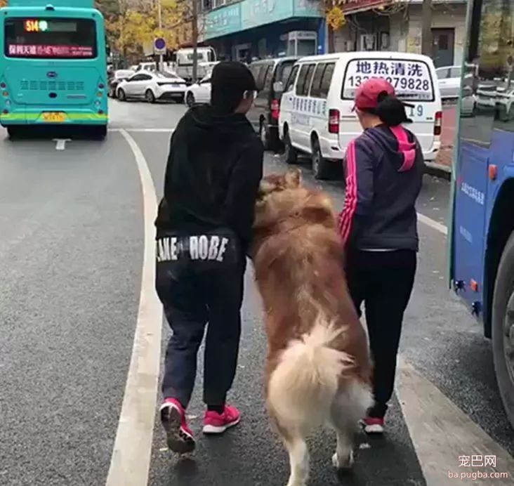 带阿拉斯加犬去洗澡，老妈和表妹擒住狗拖着走，狗：放开我……-1.jpeg