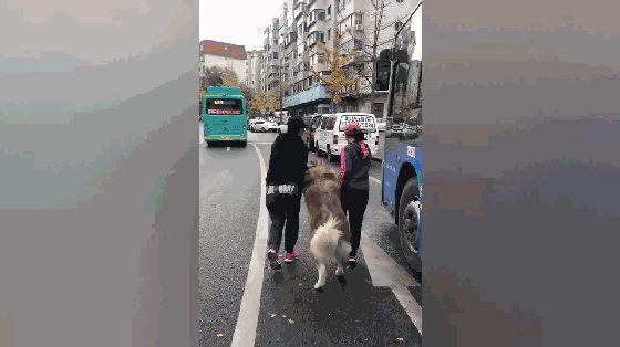 带阿拉斯加犬去洗澡，老妈和表妹擒住狗拖着走，狗：放开我……-2.gif