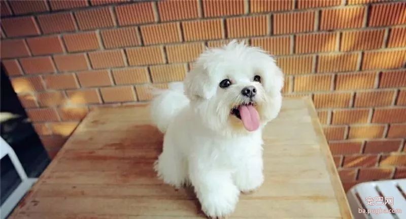 健康养犬小知识-1.jpeg