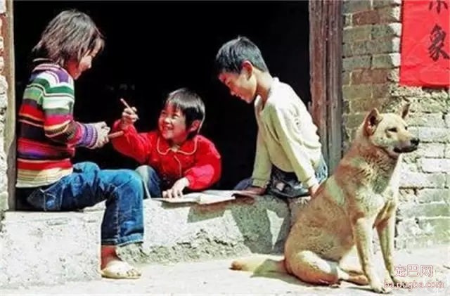 为什么我们瞧不起土狗？-2.jpg
