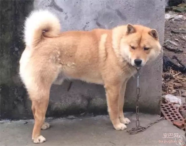 为什么我们瞧不起土狗？-4.jpg