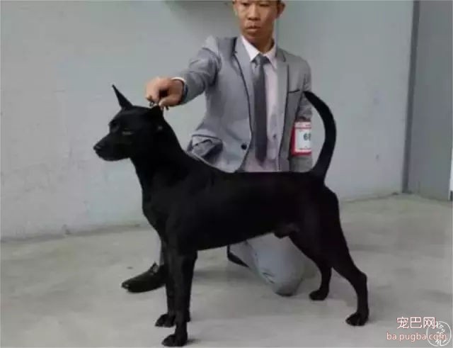为什么我们瞧不起土狗？-11.jpg