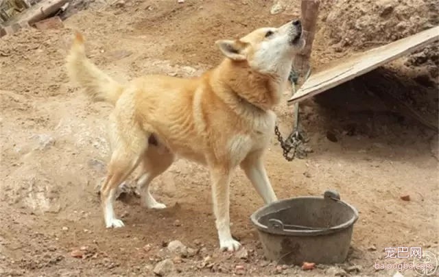 为什么我们瞧不起土狗？-16.jpg