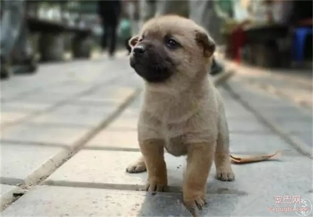 为什么我们瞧不起土狗？-21.jpg