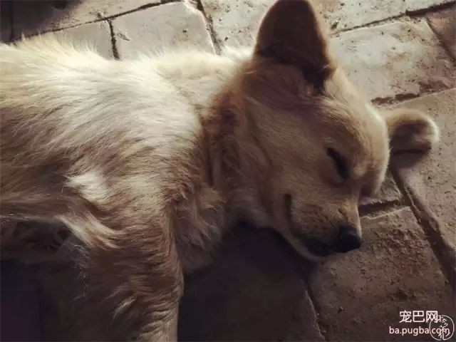 为什么我们瞧不起土狗？-24.jpg