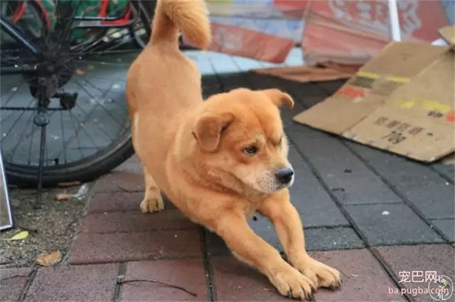 为什么我们瞧不起土狗？-26.jpg
