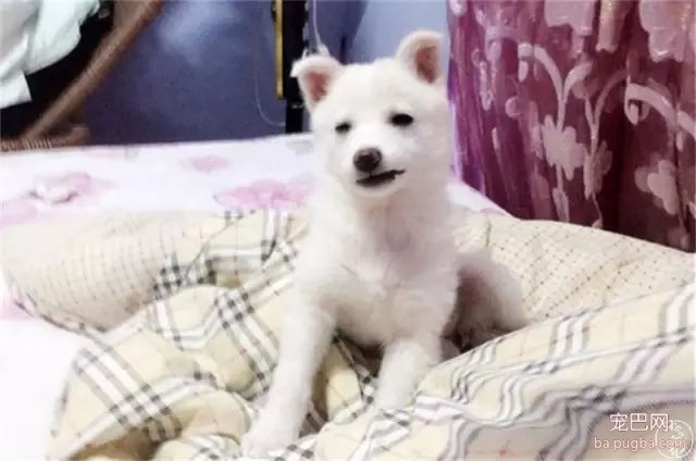 为什么我们瞧不起土狗？-31.jpg