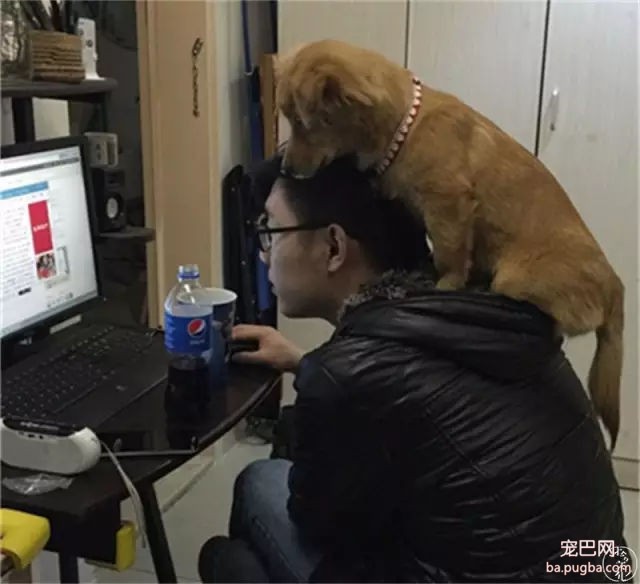 为什么我们瞧不起土狗？-36.jpg