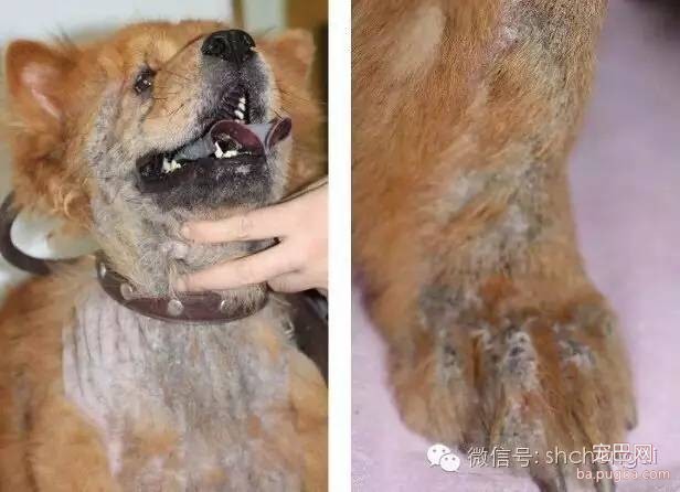 狗狗患螨虫病是怎样的？-1.jpeg