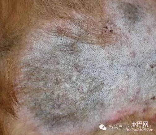 狗狗患螨虫病是怎样的？-3.jpeg