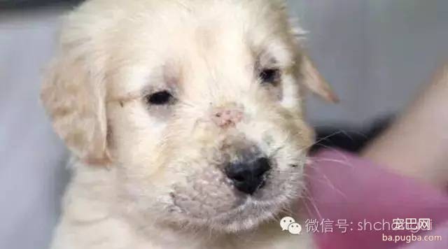 狗狗患螨虫病是怎样的？-5.jpeg
