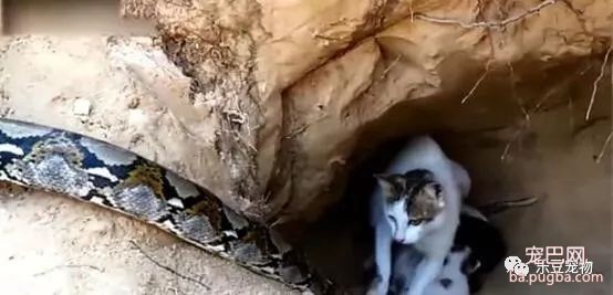 蟒蛇杀进猫窝，猫妈妈转身就跑，看到结局我才明白猫妈妈的伟大！-1.jpeg