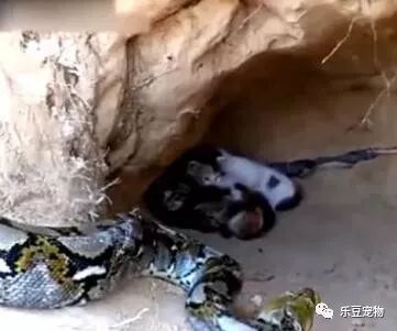 蟒蛇杀进猫窝，猫妈妈转身就跑，看到结局我才明白猫妈妈的伟大！-3.jpeg