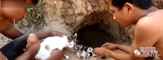 蟒蛇杀进猫窝，猫妈妈转身就跑，看到结局我才明白猫妈妈的伟大！-5.jpeg