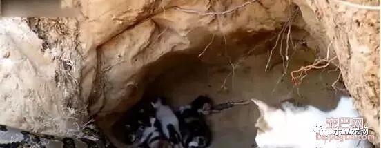 蟒蛇杀进猫窝，猫妈妈转身就跑，看到结局我才明白猫妈妈的伟大！-2.jpeg