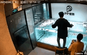 40秒淹死一条法斗，主人：你看它不会游泳！-1.gif