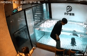 40秒淹死一条法斗，主人：你看它不会游泳！-5.gif