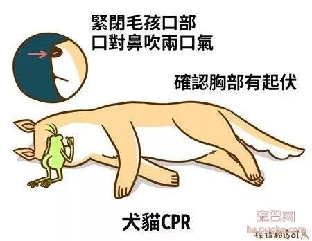 40秒淹死一条法斗，主人：你看它不会游泳！-9.jpeg