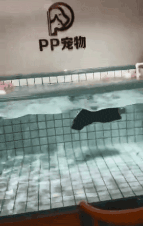 40秒淹死一条法斗，主人：你看它不会游泳！-7.gif