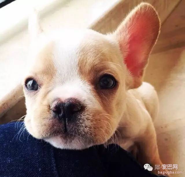 狗狗的分离焦虑症，你忽略了吗？-2.jpeg
