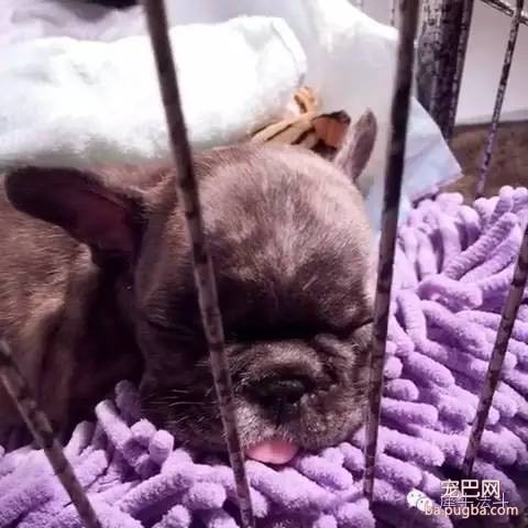 狗狗的分离焦虑症，你忽略了吗？-4.jpeg