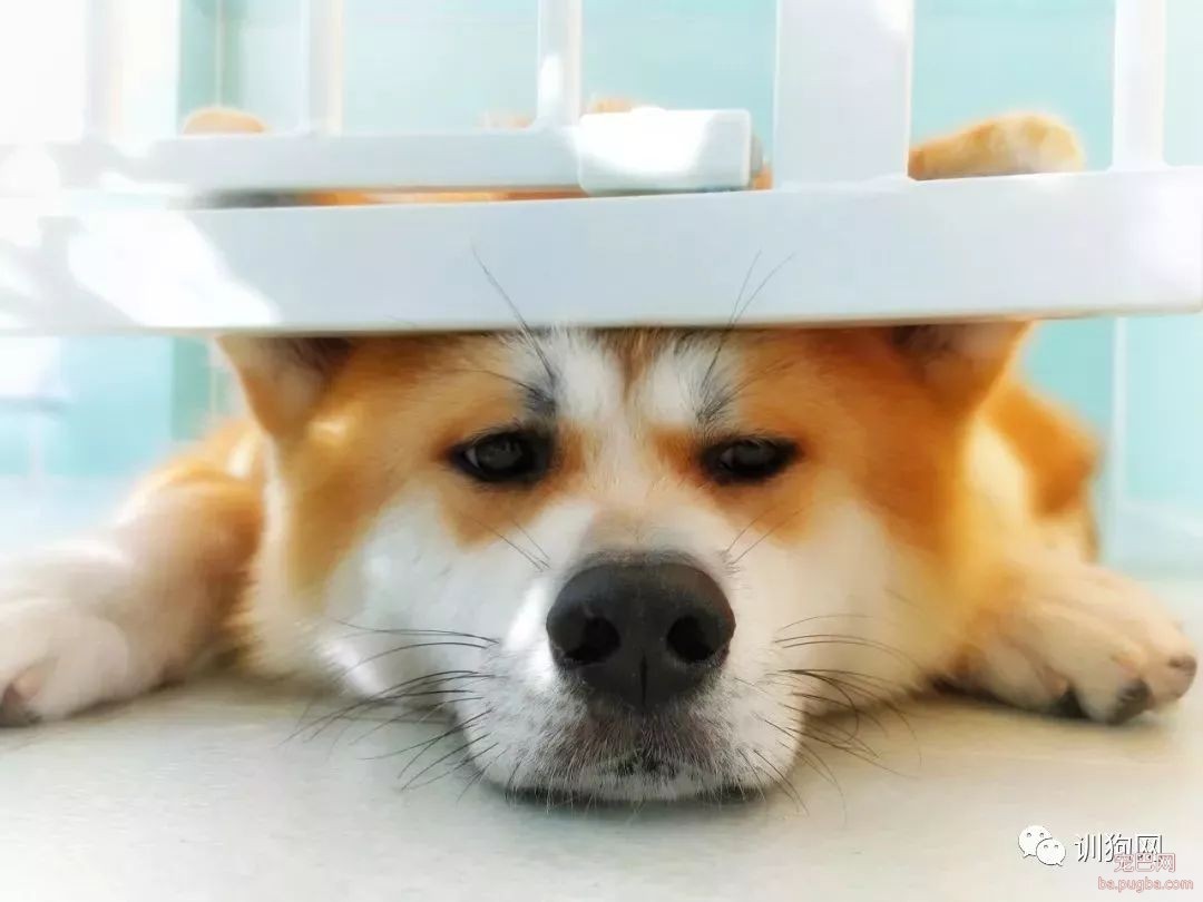 毛孩子们的口腔小常识-1.jpeg