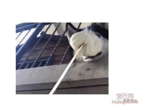 每天只喂一顿，二哈体重还是超标，直到这天提前回家才发现真相！-1.jpeg