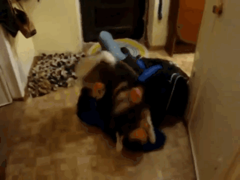 养狗让人最有成就感的9个瞬间，好有爱哦！-1.gif