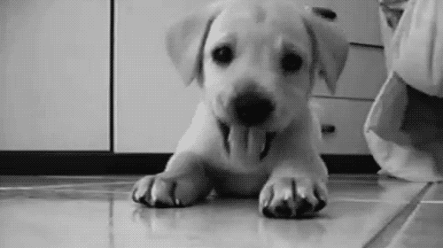 养狗让人最有成就感的9个瞬间，好有爱哦！-2.gif