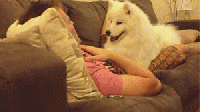 养狗让人最有成就感的9个瞬间，好有爱哦！-5.gif