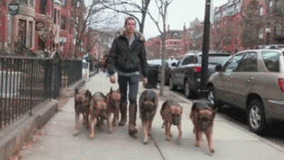 养狗让人最有成就感的9个瞬间，好有爱哦！-7.gif