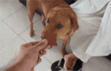这应该是狗子被黑的最惨的一次了、你怎么看？-1.gif