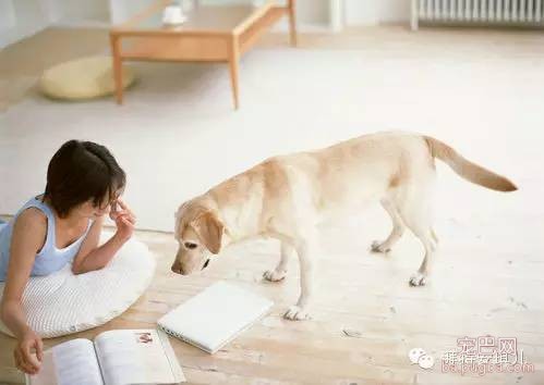 狗狗拥有的8项超能力！养狗绝对是赚到了~-2.jpeg