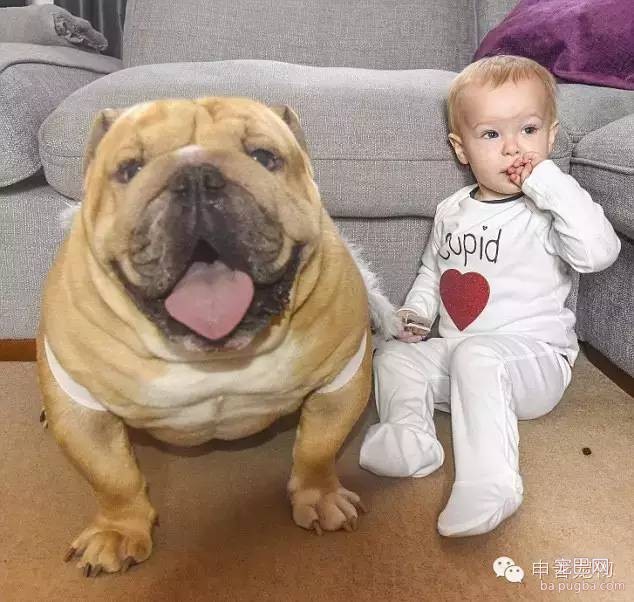 英男童与狗狗形影不离亲似兄弟-8.jpeg