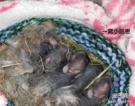 女孩外出发现窝幼崽，等了半天没人认领，带回得知身份欣喜若狂-1.jpeg