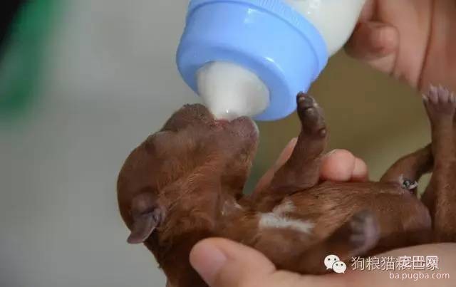 为什么狗宝宝不能喝牛奶？ 羊奶却成了最佳取代奶~-1.jpeg